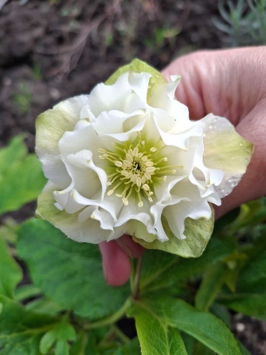 Продам садові декоративні рослини