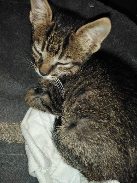 Duas gatinhas para dar