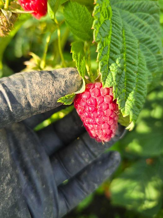 Саджанці ремонтантної малини Полісся, Полка та Еріка