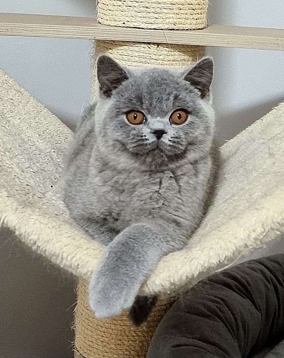 Gatinho British azul.