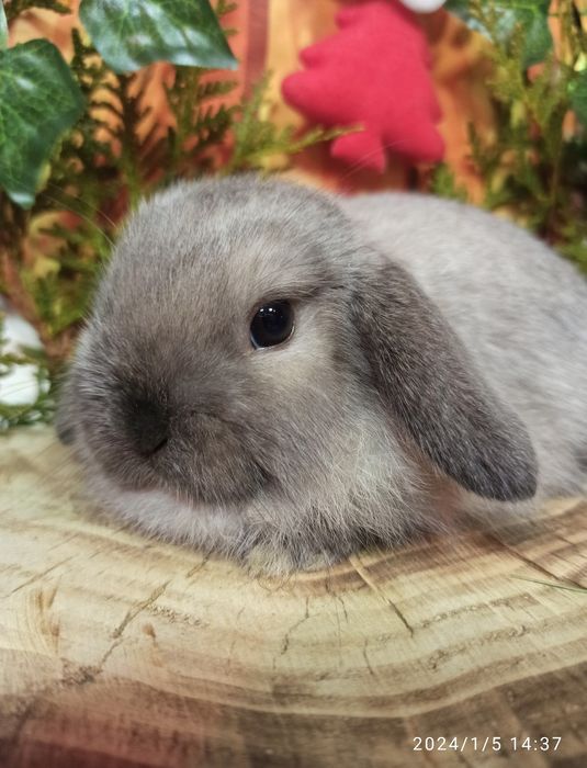 Висловухий карликовий баранчик