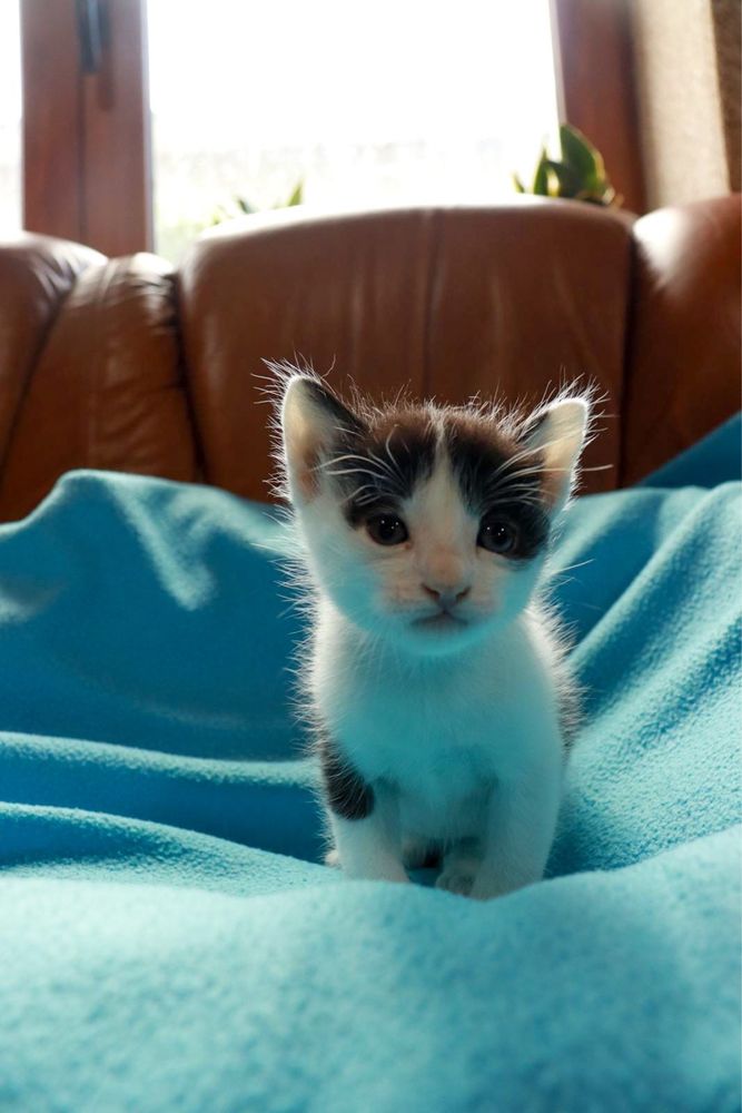 Gatinhos para adoção