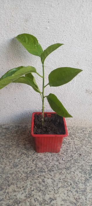 Morangueiros, framboesas, amoreiras, physalis e maracujás.