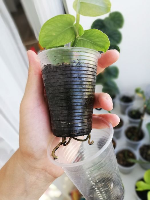 Монстера дубія ( monstera Dubia)