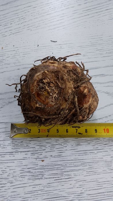 Гіпеаструм,калла біла