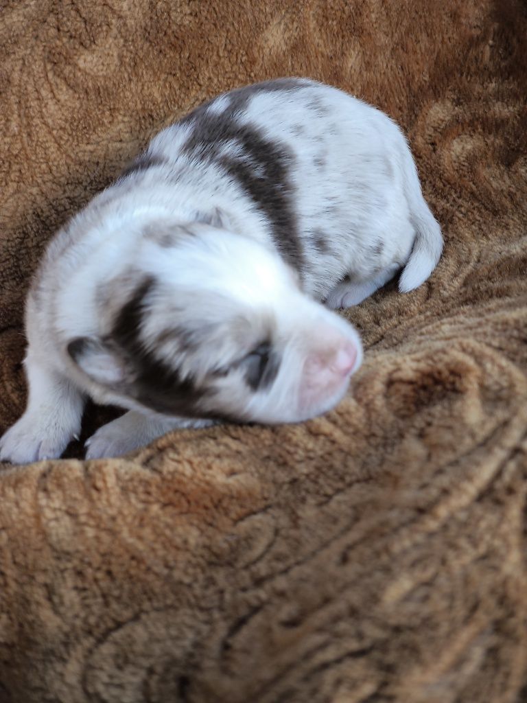 Border collie ZKWP FCI piesek Red merle