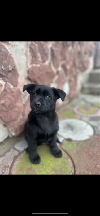 Віддам в добрі руки