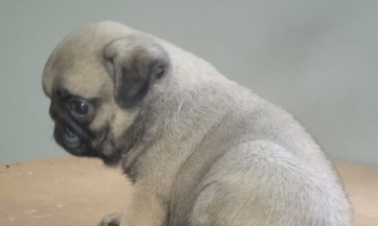 Симпатичні мопсики