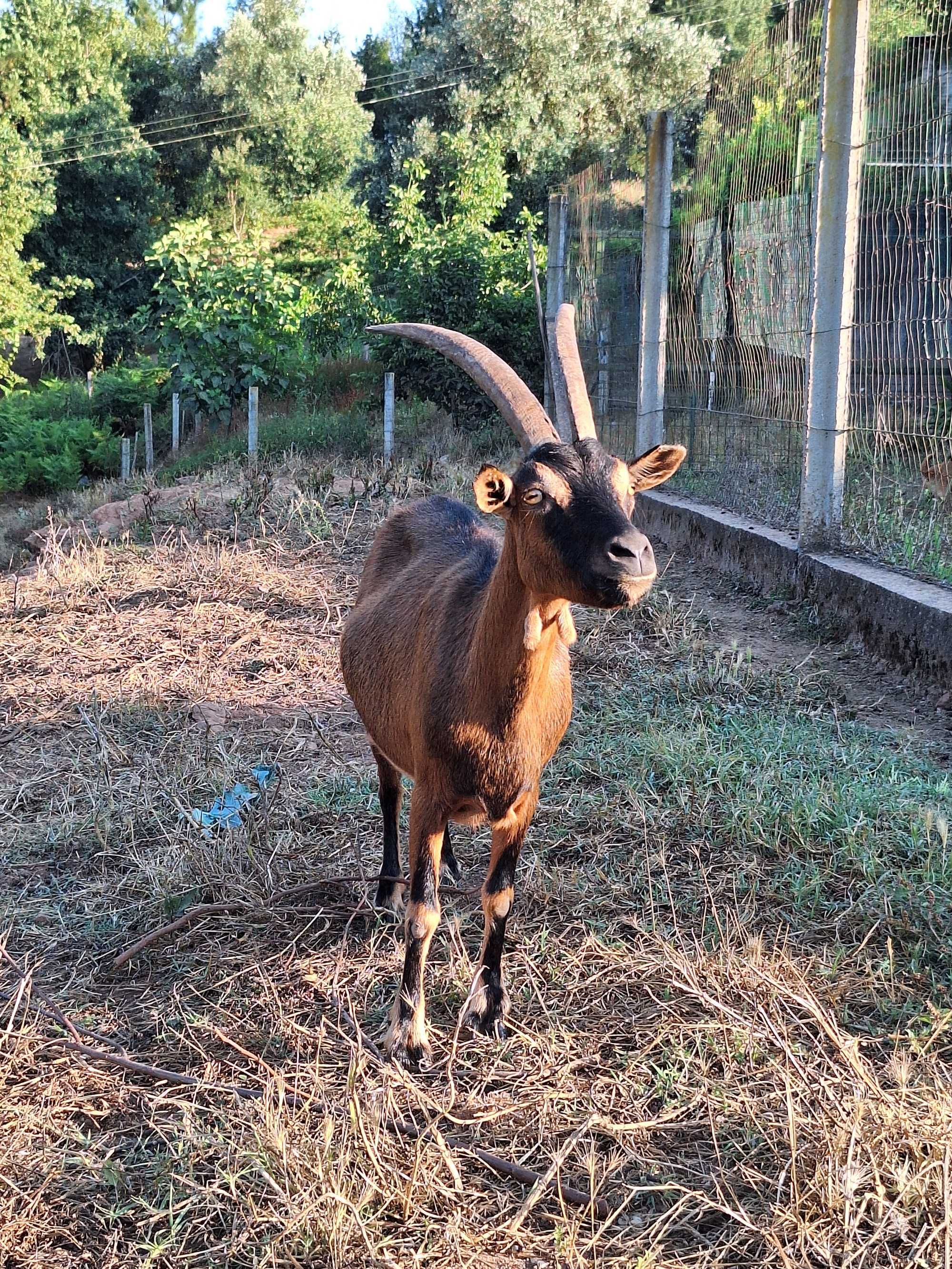 cabras alpinas muito meiguinhas