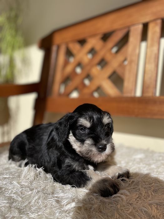 Schnauzer miniatura