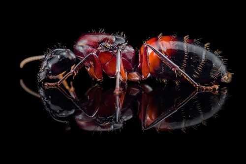 Mrówki - Camponotus ligniperda - Największa mrówka Europy