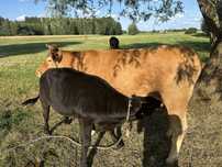 Krowa limousine