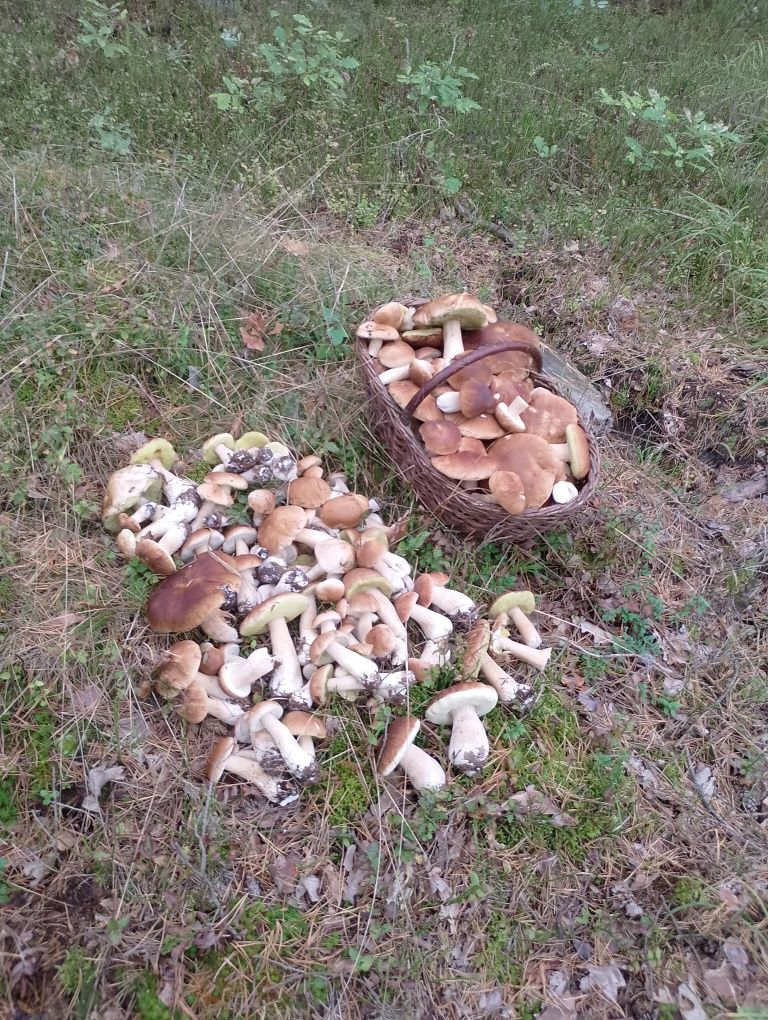 Grzyby suszone oraz mrożone