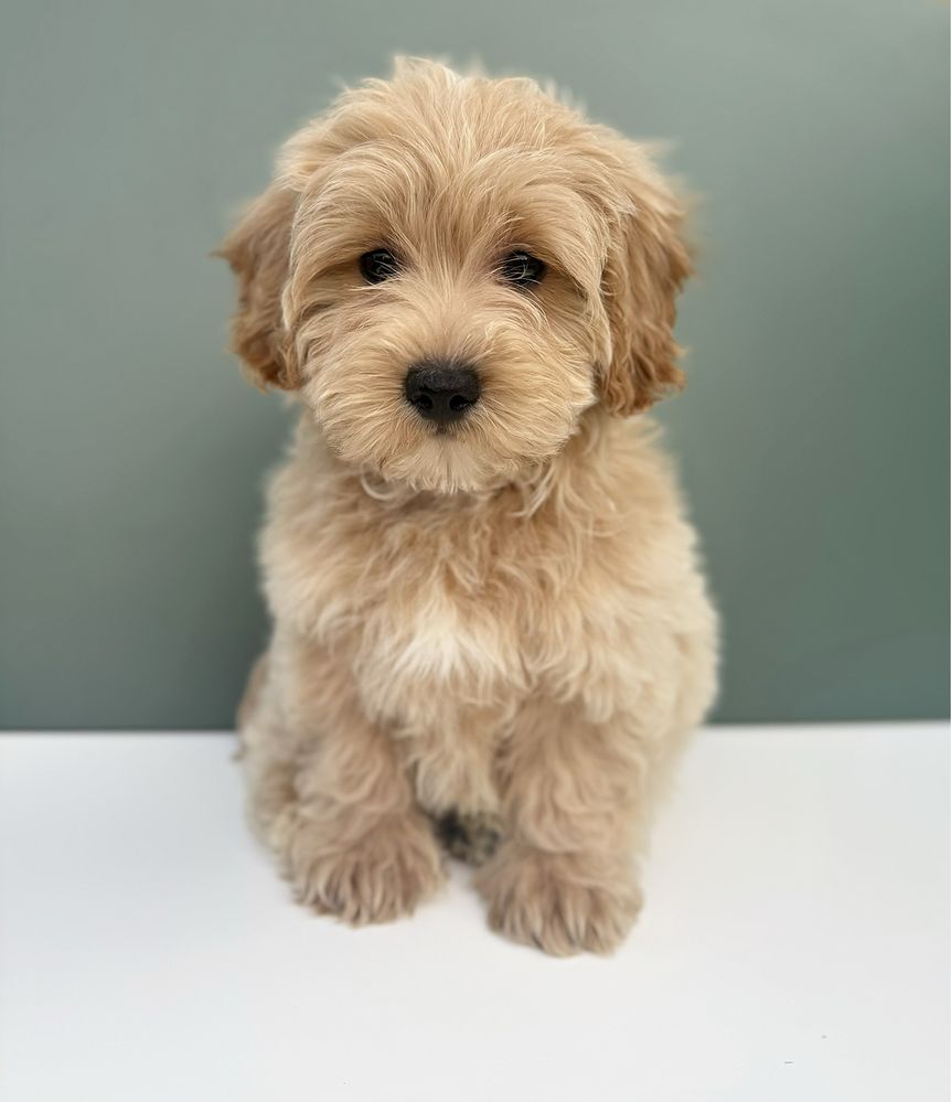 Maltipoo biszkoptowy piesek