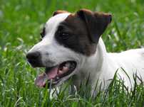Szczeniak Jack Russell Terrier