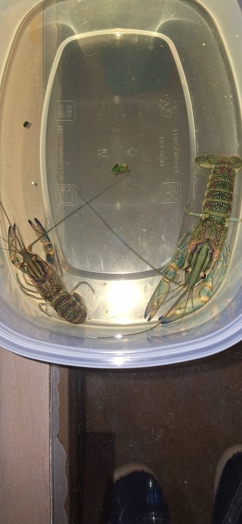 Vendo lagostins azuis