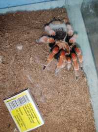 Brachypelma boehmei взросаля самка паука птицееда для новичков