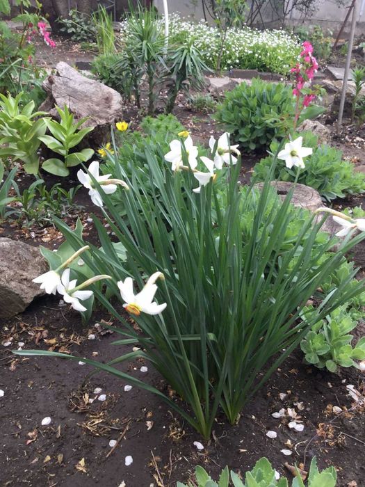 Нарцис луковичный обычный