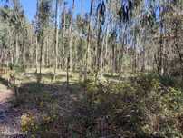 Terreno de Eucaliptos na Maceira