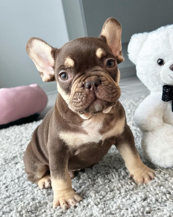 Французский бульдог мини мальчик