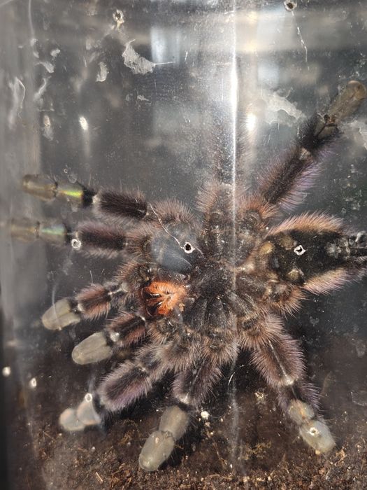 Caribena Versicolor samiec L10/11 - 3 DC
