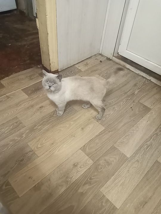 Продам котятов красивых