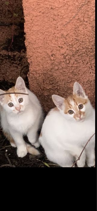 Котята ищут дом ,