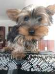 Linda Yorkshire terrier raça pequena