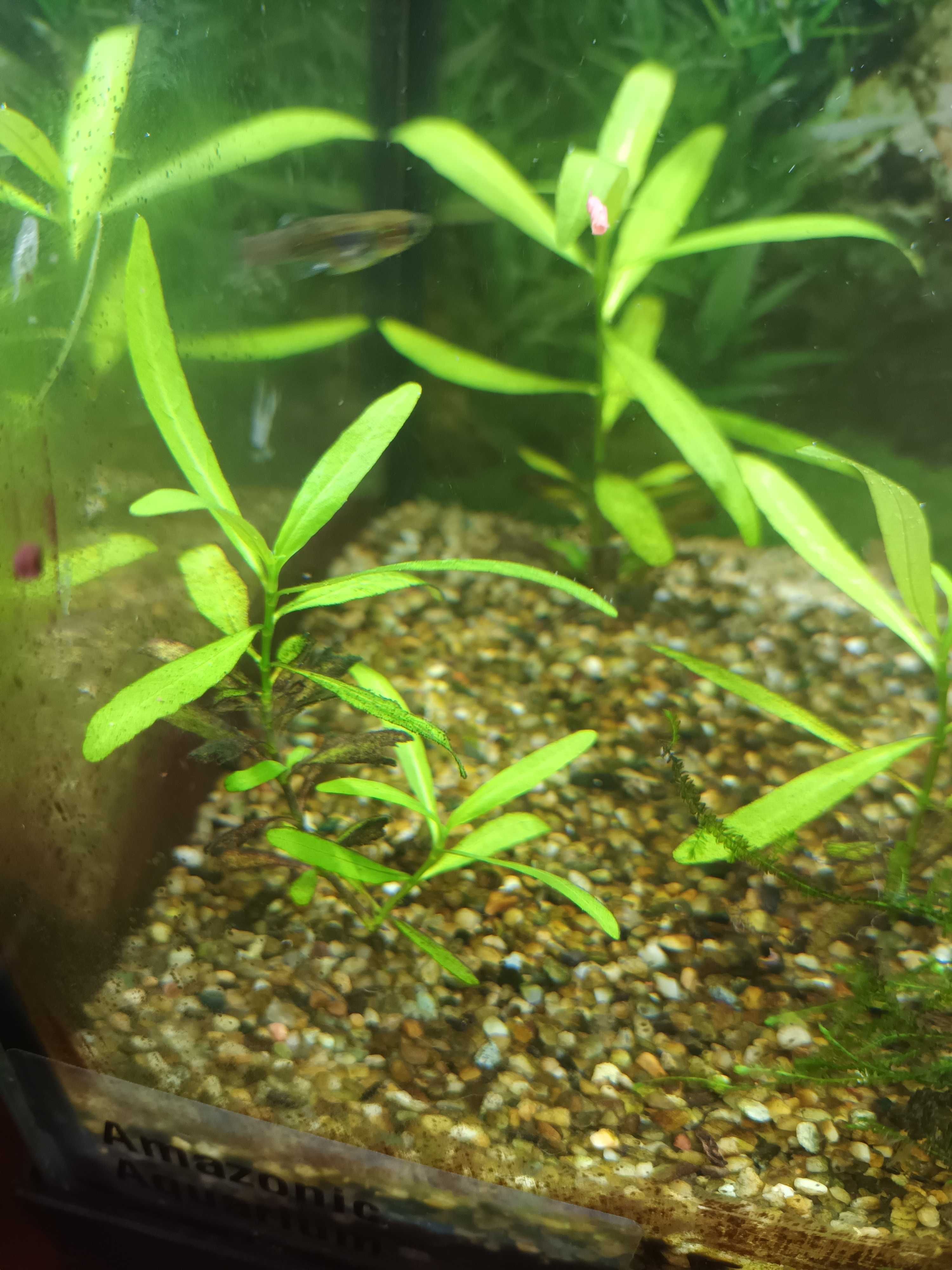 Plantas  podas e pés para aquário