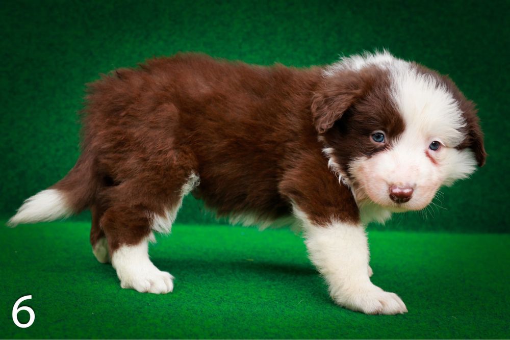 Border Collie Piesek Czekoladowy (6)