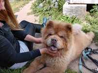 SAM - w typie rasy Chowchow w schronisku, łagodny. [FILMIK]