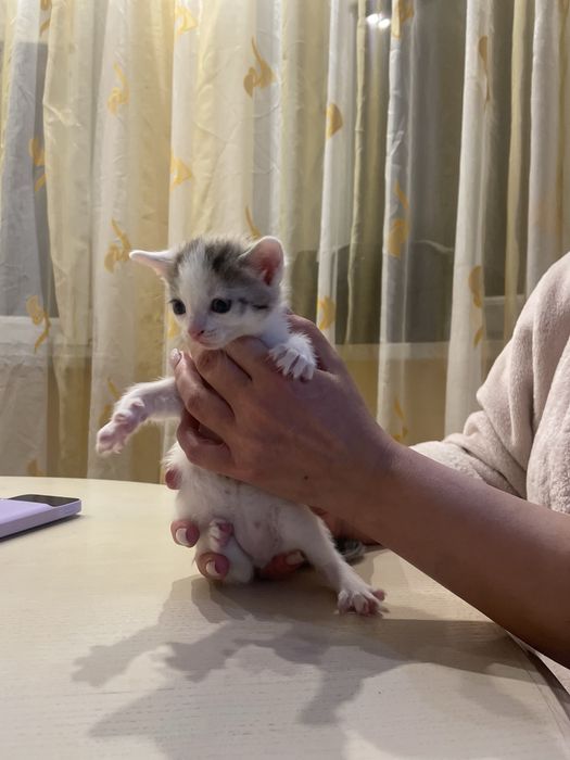 Віддаємо кошенят в добрі руки