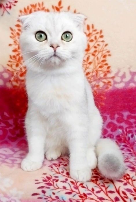 Зеленоокий красунчик хлопчик шиншилка