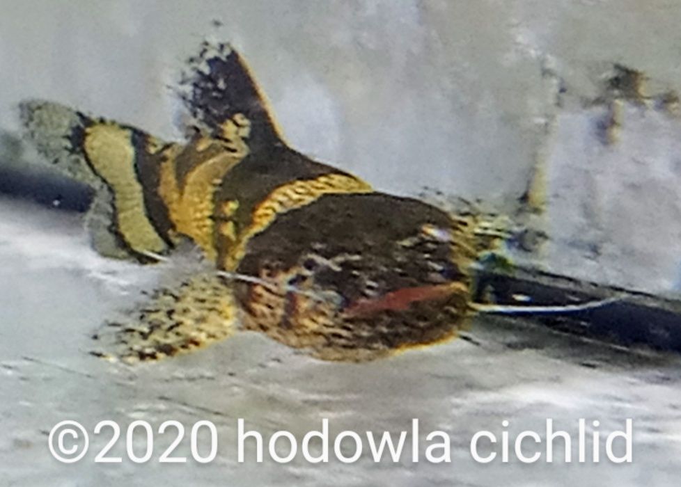 HC Arlekinek wenezuelski - microglanis iheringi ok 4 cm