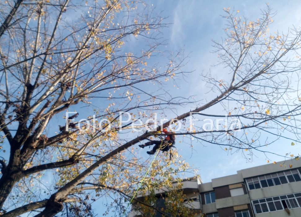 Poda , Corte  controlado Arvores por escalada