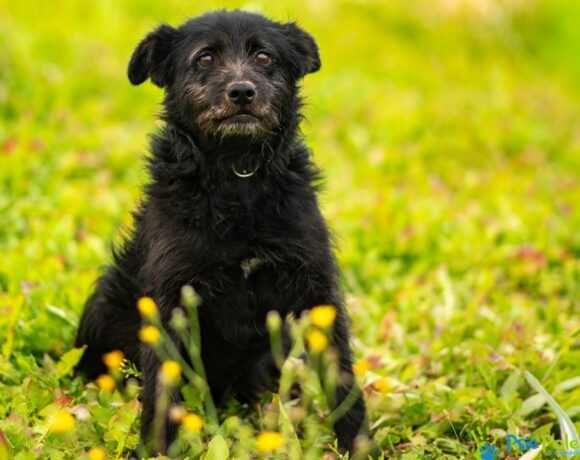 Energiczny, bardzo radosny psiak LIRI szuka domku!