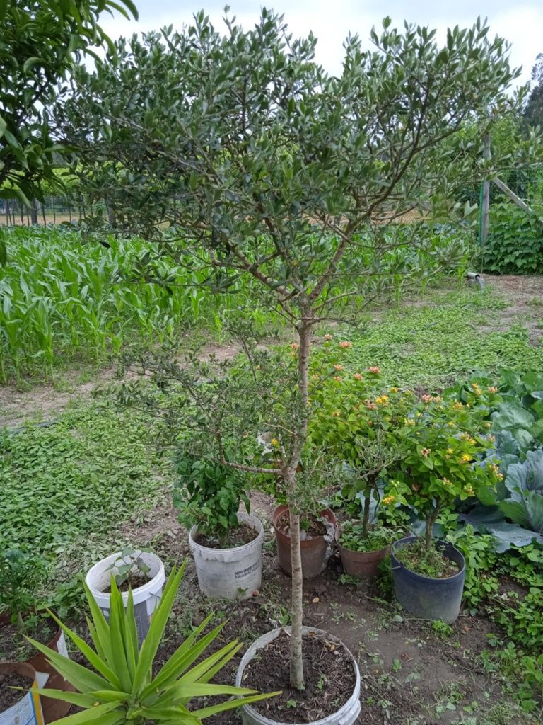 Oliveira bonita para jardim ou em vaso grande