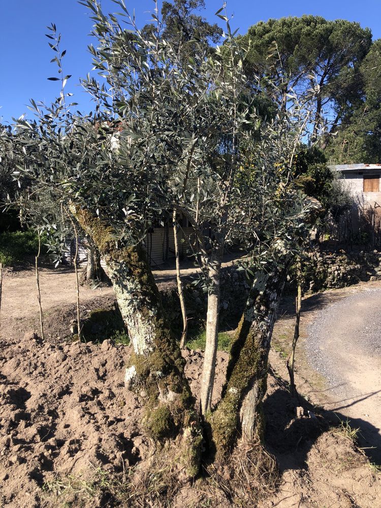 Oliveiras para jardim