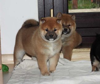 Shiba inu FCI gotowy do odbioru rudy piesek