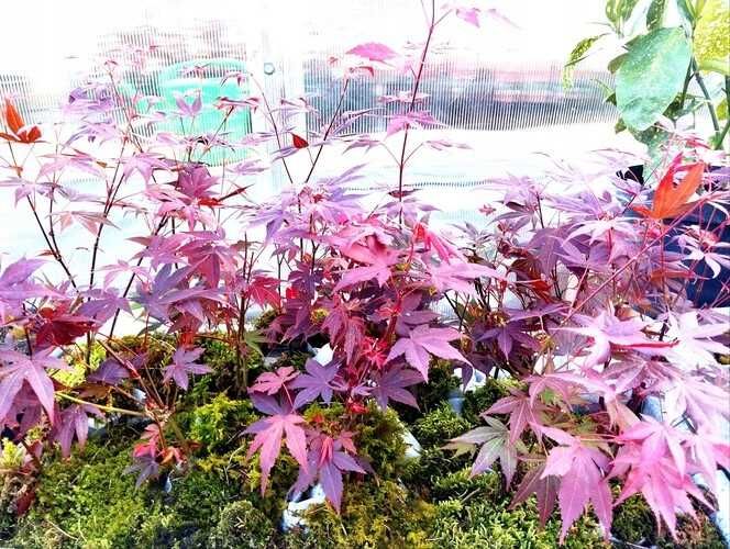 Klon palmowy (Acer palmatum)