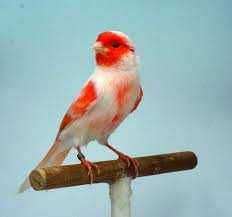 Cantaxantina BASF (corante vermelho para aves)