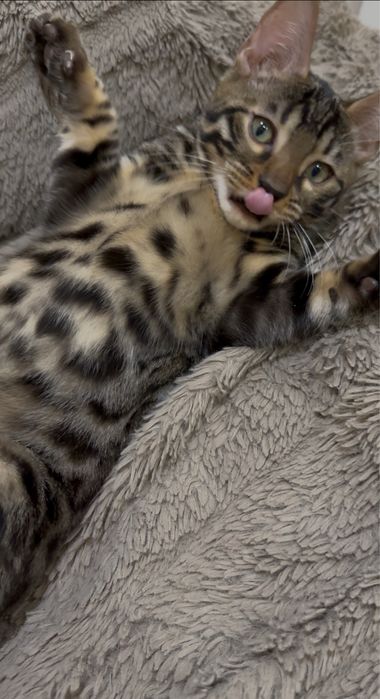 Бенгальські кошенята Бенгальские котята