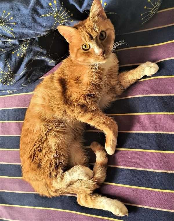 RUDZIK grzeczny rudy kotek poleca się do adopcji