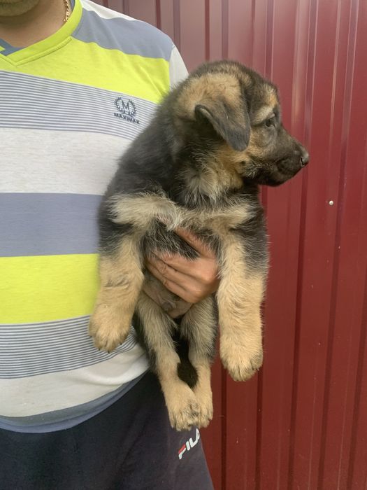 Продам цуценят Німецької вівчарки