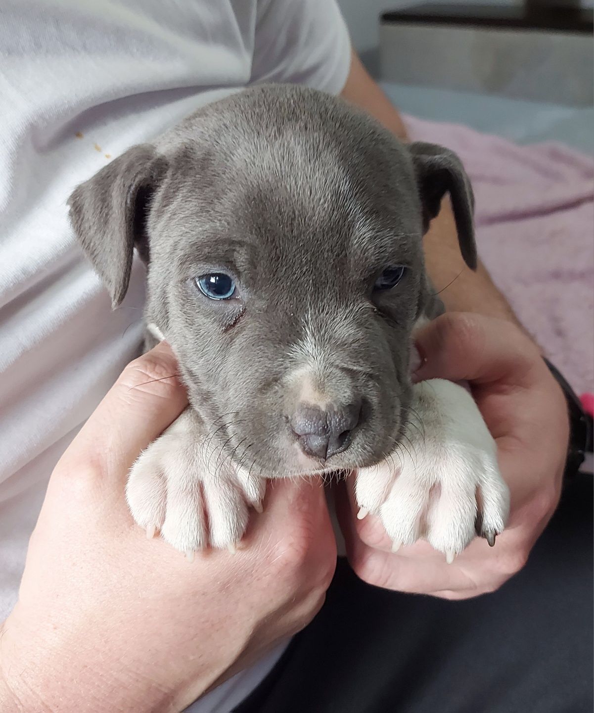 Pieski American Staffordshire Terrier Blue