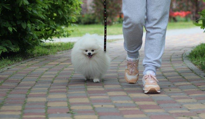 Шикарний Померанський шпіц хлопчик для вʼязки