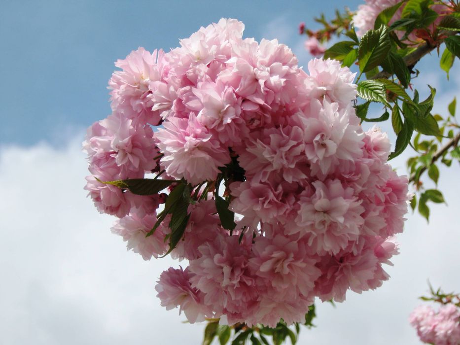 Сакура Канзан 3-х річна ЗКС