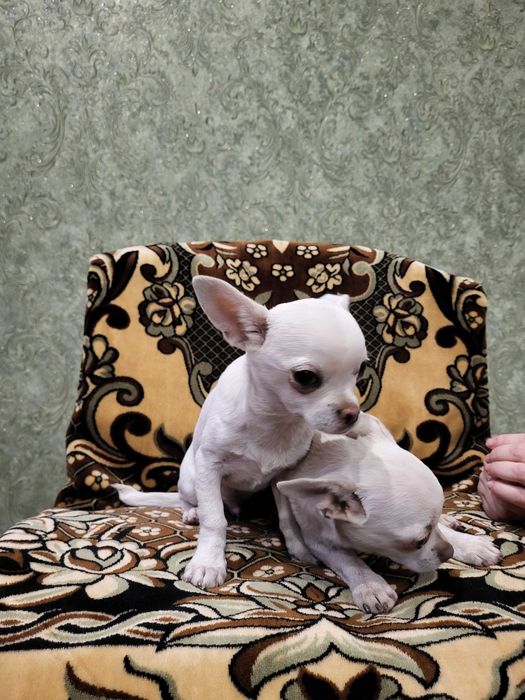 Продам щенков чихуахуа