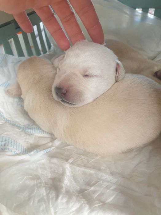 Цуценята тільки в добрі ручки метиса лабрадора