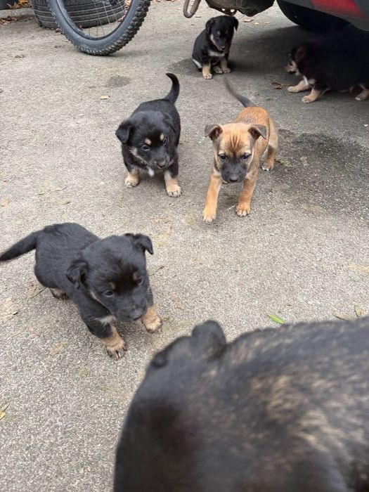 Щенята,(чорні, маленькі) мама є на фото